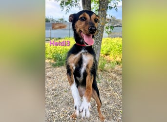 Heidi3 geb. 01/2025 (ESP) - kleine, fröhliche Hundedame sucht ihr Körbchen!