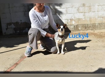 Lucky4 geb. 06/2025 (ESP) - verspielter Junghund sucht Pflegestelle oder Zuhause!