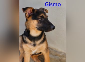 Gismo geb. 01/2026 (ESP) - charmanter, unverdorbener Welpe sucht sein Körbchen!