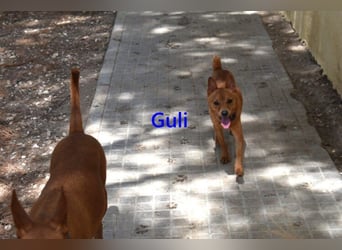 Guli geb. 07/2022 (ESP) - ein Sonne-im-Herzen Hund verdient sein Happy End!