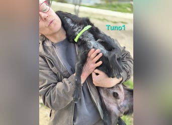 Tuno1 geb. 06/2025 (ESP) - fröhlicher und sanfter Junghund!