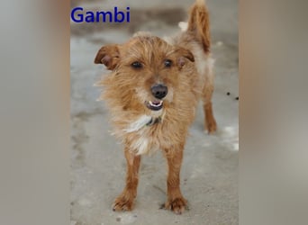Gambi geb. 06/2023 (ESP) - unkomplizierter, freundlicher Hundemann!