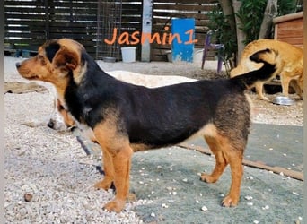 Jasmin1 geb. 08/2022 (GRC) - kleines Mädchen sucht ihre Familie!