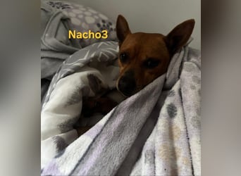 Nacho3 geb. 02/2022 (ESP) - geselliger und sozialer Bub sucht Pflegestelle oder Zuhause!