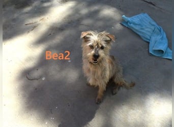 Bea2 geb. 04/2024 (ESP) - verschmuste kleine Wuschelmaus!