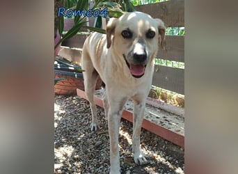 Romeo4 08/2022 (GRC) - schüchterner Schatz sucht Menschen mit Herz!
