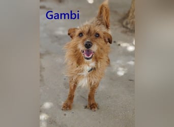 Gambi geb. 06/2023 (ESP) - unkomplizierter, freundlicher Hundemann!