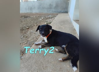 Terry2, geb. 11/2016 (ESP) - verschmuster und sozialer Rüde sucht seine Menschen!