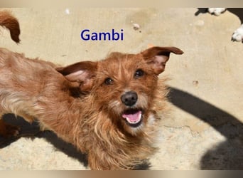 Gambi geb. 06/2023 (ESP) - unkomplizierter, freundlicher Hundemann!