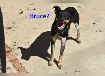 Bruce2 geb. 07.2025 (ESP) - freundlicher und verspielter Junghund sucht sein Zuhause!