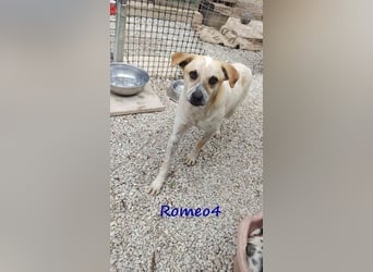 Romeo4 08/2022 (GRC) - schüchterner Schatz sucht Menschen mit Herz!