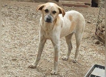 Romeo4 08/2022 (GRC) - schüchterner Schatz sucht Menschen mit großem Herz!