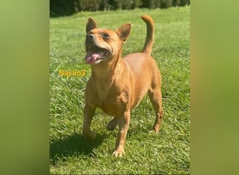 Nacho3 geb. 02/2022 (ESP) - geselliger und sozialer Bub sucht Pflegestelle oder Zuhause!
