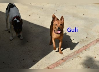 Guli geb. 07/2022 (ESP) - ein Sonne-im-Herzen Hund verdient sein Happy End!