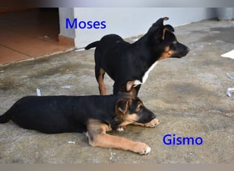 Moses geb. 01/2026 (ESP) - verspielter, wunderschöner Welpe sucht seine Menschen!