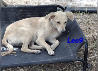 Leo9 geb. 06.2025 (ESP) - junger Hundemann sucht seine Familie!