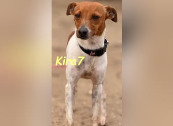 Kira7 geb. 07/2024 (ESP) - freundliches, liebevolles und verschmustes Bodeguero-Mix-Mädchen!