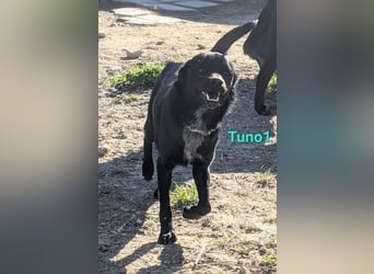 Tuno1 geb. 06/2025 (ESP) - fröhlicher und sanfter Junghund!