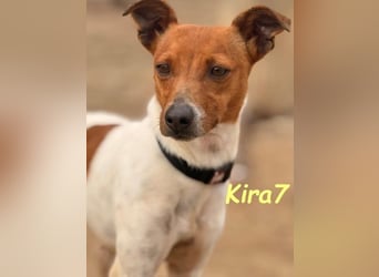 Kira7 geb. 07/2024 (ESP) - freundliches, liebevolles und verschmustes Bodeguero-Mix-Mädchen!