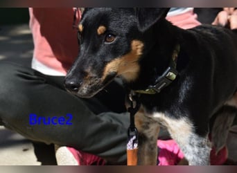 Bruce2 geb. 07.2025 (ESP) - freundlicher und verspielter Junghund sucht sein Zuhause!
