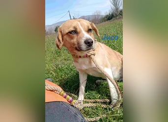 Juco geb. 08/2024 (GRC) - ruhiger, sozialer und liebenswerter junger Mann sucht ein Zuhause!