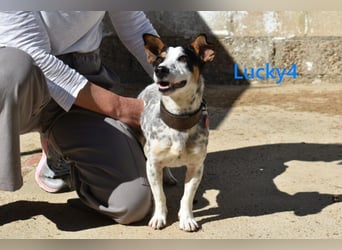 Lucky4 geb. 06/2025 (ESP) - verspielter Junghund sucht Pflegestelle oder Zuhause!