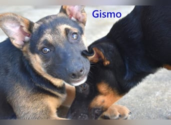 Gismo geb. 01/2026 (ESP) - charmanter, unverdorbener Welpe sucht sein Körbchen!