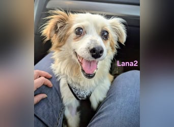 Lana2 geb. 05/2018 (ESP)- unkompliziert und sozial, dazu noch süß!