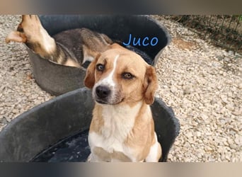 Juco geb. 08/2024 (GRC) - ruhiger, sozialer und liebenswerter junger Mann sucht ein Zuhause!
