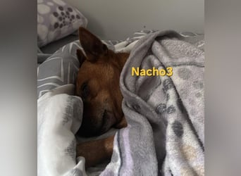 Nacho3 geb. 02/2022 (ESP) - geselliger und sozialer Bub sucht Pflegestelle oder Zuhause!
