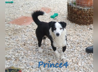 Prince4 geb. 03/2025 (GRC) - schüchterner, kleiner Sonnenschein sucht ein Für-immer-Zuhause!