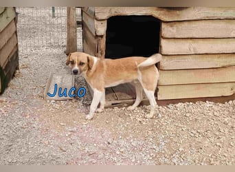 Juco geb. 08/2024 (GRC) - ruhiger, sozialer und liebenswerter junger Mann sucht ein Zuhause!