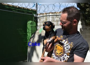 Coke geb. 12/2024 (ESP) - verschmuster und menschenbezogener Junghund!