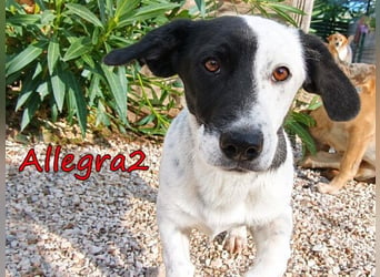 Allegra2 geb. 05/2026 (GRC) - charmanter, intelligenter kleiner Wirbelwind!