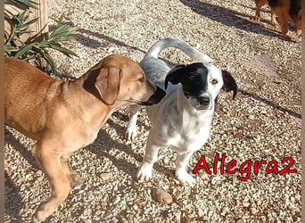 Allegra2 geb. 05/2026 (GRC) - charmanter, intelligenter kleiner Wirbelwind!