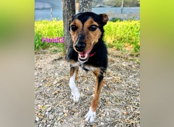 Heidi3 geb. 01/2025 (ESP) - kleine, fröhliche Hundedame sucht ihr Körbchen!