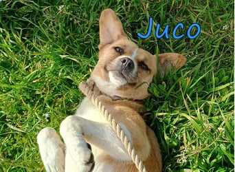 Juco geb. 08/2024 (GRC) - ruhiger, sozialer und liebenswerter junger Mann sucht ein Zuhause!