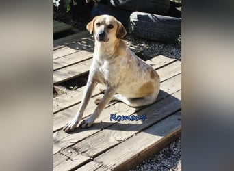 Romeo4 08/2022 (GRC) - schüchterner Schatz sucht Menschen mit Herz!