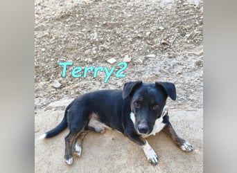 Terry2, geb. 11/2016 (ESP) - verschmuster und sozialer Rüde sucht seine Menschen!