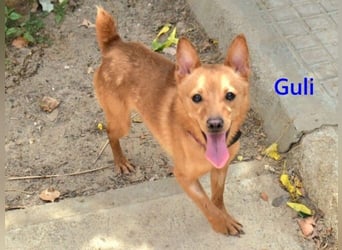 Guli geb. 07/2022 (ESP) - ein Sonne-im-Herzen Hund verdient sein Happy End!