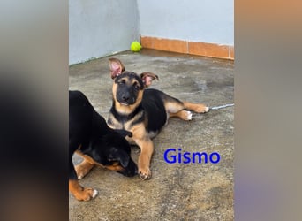 Gismo geb. 01/2026 (ESP) - charmanter, unverdorbener Welpe sucht sein Körbchen!