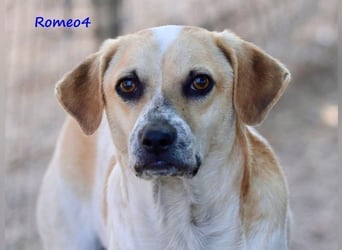 Romeo4 08/2022 (GRC) - schüchterner Schatz sucht Menschen mit großem Herz!