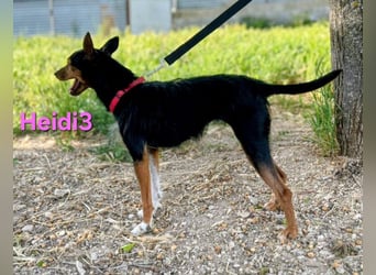 Heidi3 geb. 01/2025 (ESP) - kleine, fröhliche Hundedame sucht ihr Körbchen!