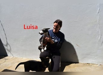 Luisa geb. 02/2023 (ESP) - verschmuste, wunderschöne Traumhündin!