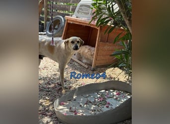 Romeo4 08/2022 (GRC) - schüchterner Schatz sucht Menschen mit Herz!