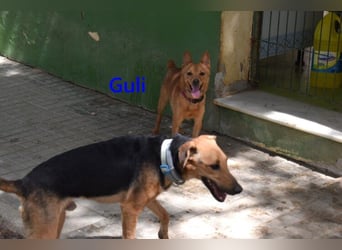 Guli geb. 07/2022 (ESP) - ein Sonne-im-Herzen Hund verdient sein Happy End!