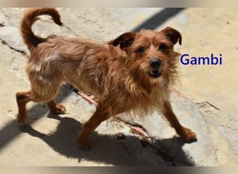 Gambi geb. 06/2023 (ESP) - unkomplizierter, freundlicher Hundemann!