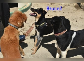 Bruce2 geb. 07.2025 (ESP) - freundlicher und verspielter Junghund sucht sein Zuhause!