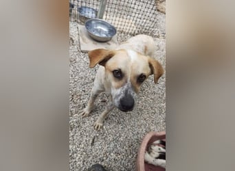 Romeo4 08/2022 (GRC) - schüchterner Schatz sucht Menschen mit großem Herz!