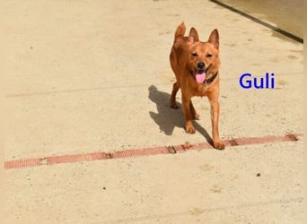 Guli geb. 07/2022 (ESP) - ein Sonne-im-Herzen Hund verdient sein Happy End!